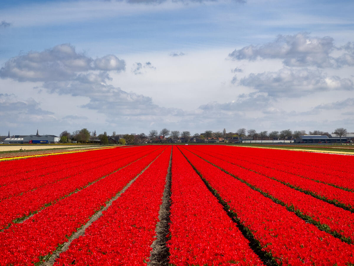 Keukenhof